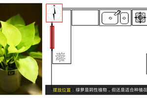 巧放植物來(lái)開(kāi)運(yùn) 春節(jié)家居綠意添